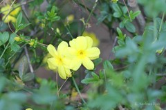 Jasminum mesnyi